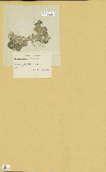 spécimen de Halimeda opuntia