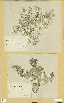 spécimen de Halimeda opuntia