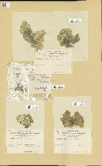 spécimen de Halimeda opuntia