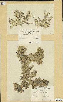 spécimen de Halimeda opuntia