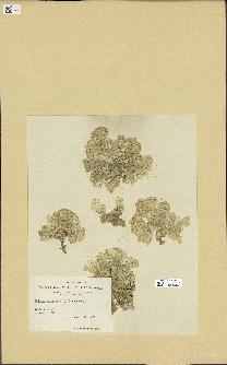 spécimen de Halimeda opuntia