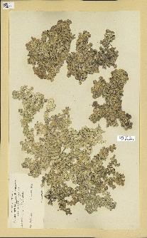 spécimen de Halimeda opuntia