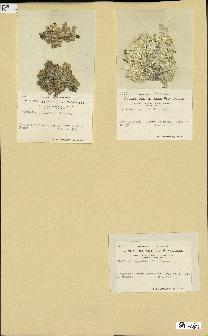 spécimen de Halimeda opuntia