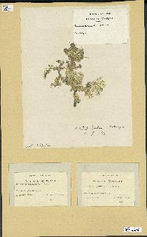 spécimen de Halimeda opuntia