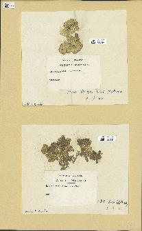 spécimen de Halimeda opuntia