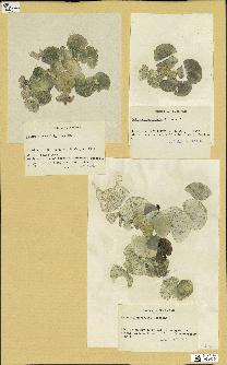 spécimen de Halimeda opuntia