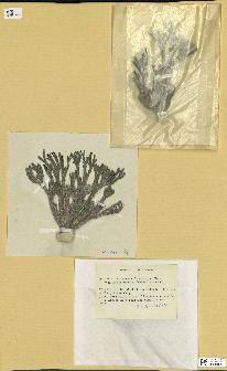 spécimen de Halimeda opuntia