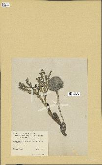 spécimen de Halimeda incrassata