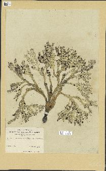 spécimen de Halimeda incrassata