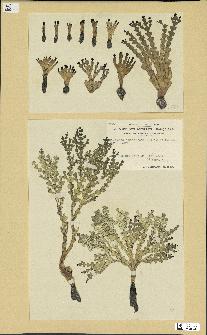 spécimen de Halimeda incrassata