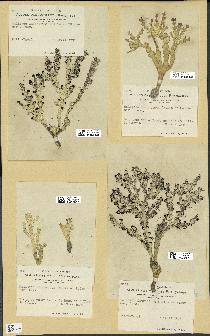 spécimen de Halimeda incrassata