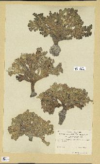 spécimen de Halimeda incrassata