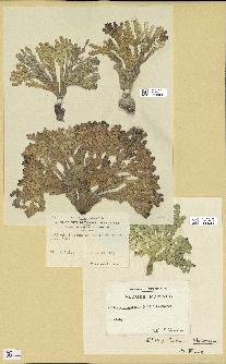 spécimen de Halimeda incrassata