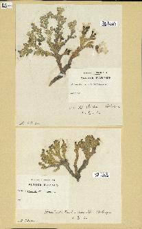 spécimen de Halimeda incrassata