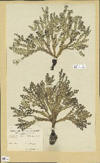 spécimen de Halimeda incrassata
