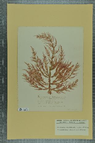 spécimen de Lomentaria kaliformis