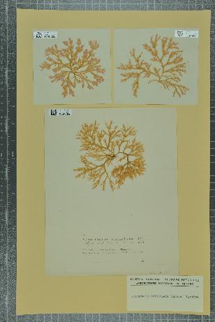 spécimen de Chondria articulata