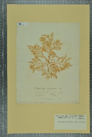 spécimen de Lomentaria clavellosa
