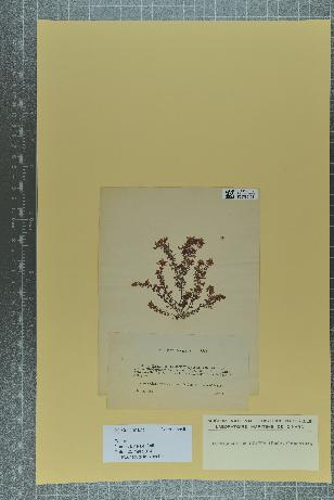 spécimen de Gastroclonium ovale