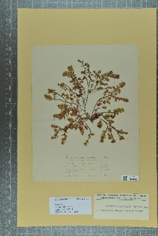 spécimen de Gastroclonium ovale