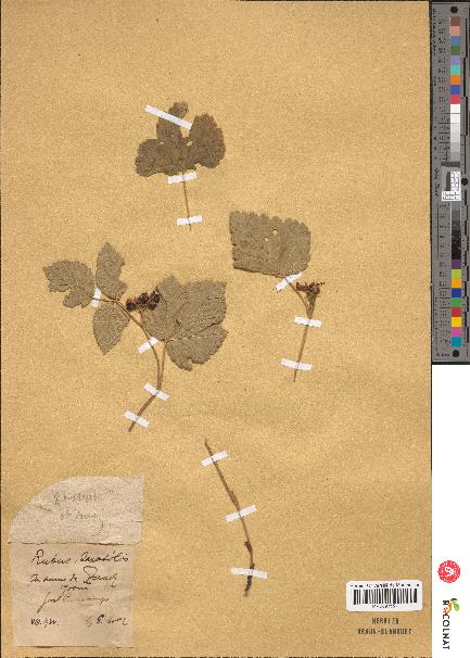 spécimen de Rubus saxatilis