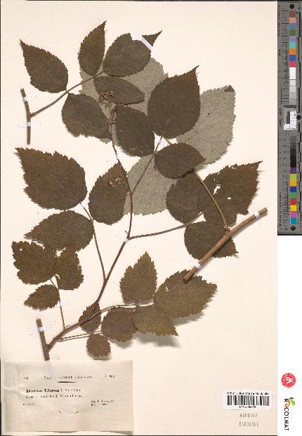 spécimen de Rubus idaeus