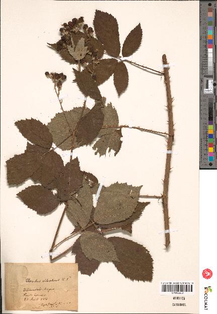 spécimen de Rubus silvaticus x apiculatus