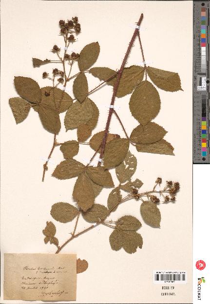 spécimen de Rubus tereticaulis