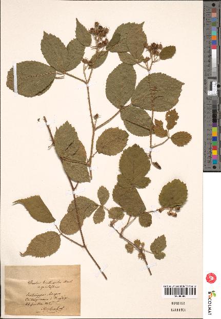 spécimen de Rubus tereticaulis