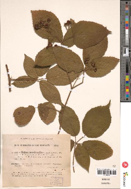 spécimen de Rubus tereticaulis