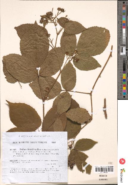 spécimen de Rubus tereticaulis