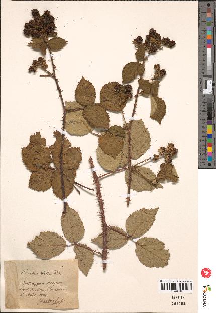 spécimen de Rubus hirtus