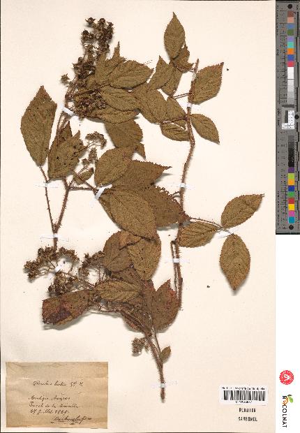 spécimen de Rubus hirtus