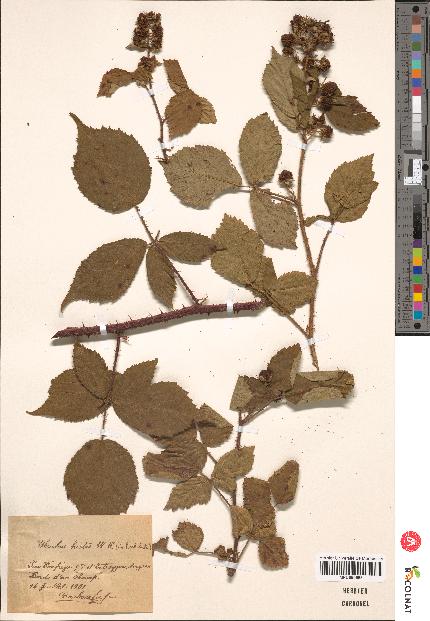 spécimen de Rubus hirtus