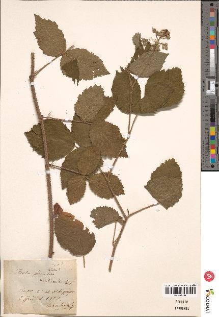 spécimen de Rubus hirtus