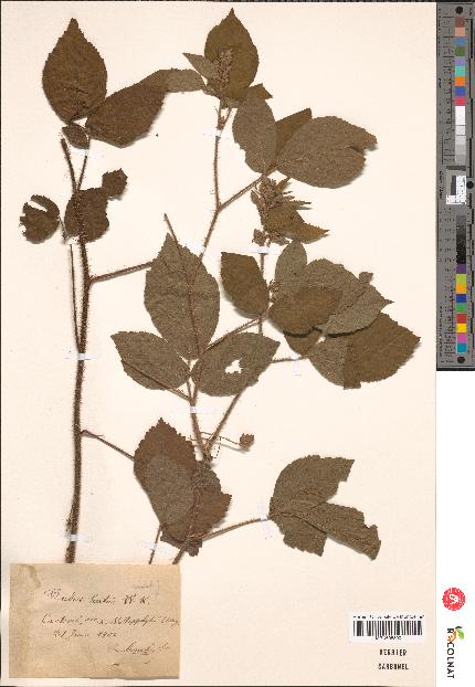 spécimen de Rubus hirtus