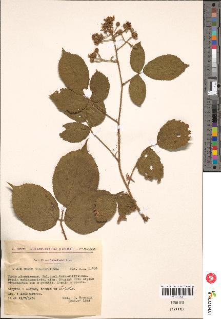 spécimen de Rubus bellardii