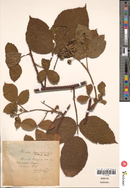 spécimen de Rubus bellardii