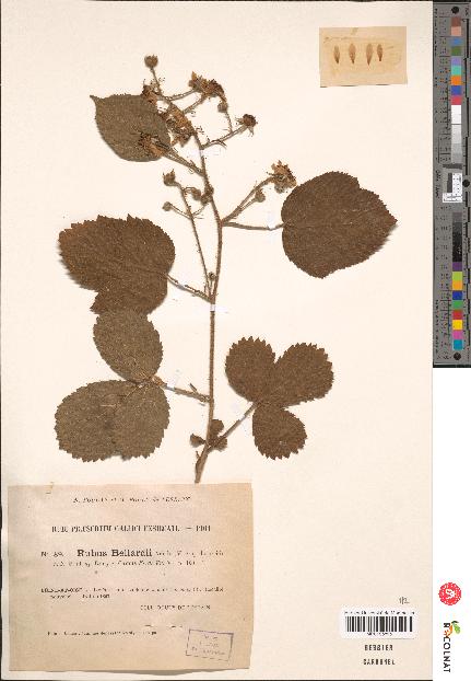 spécimen de Rubus bellardii