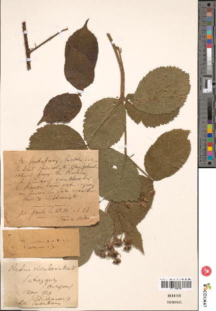 spécimen de Rubus rivularis