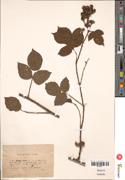 spécimen de Rubus glaucellus