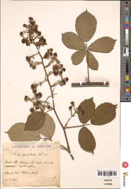 spécimen de Rubus apiculatus