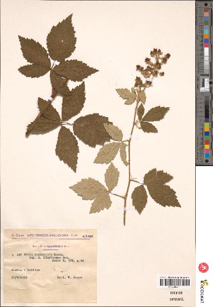 spécimen de Rubus tomentosus