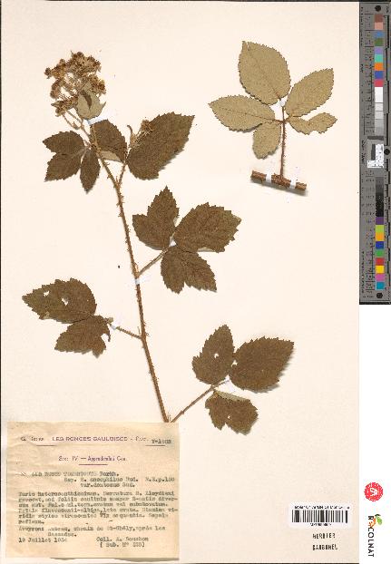 spécimen de Rubus tomentosus