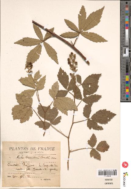 spécimen de Rubus tomentosus