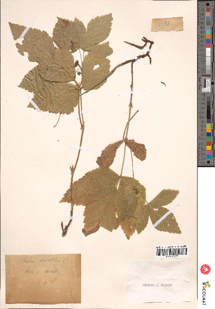 spécimen de Rubus saxatilis