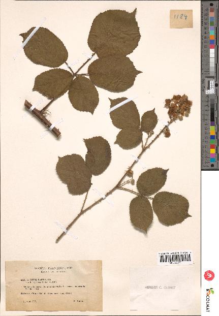 spécimen de Rubus radula