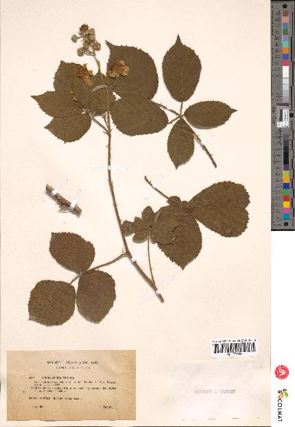 spécimen de Rubus apiculatus