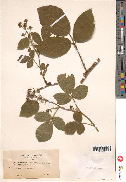 spécimen de Rubus rivularis