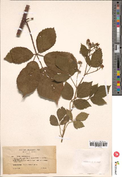 spécimen de Rubus obscurus